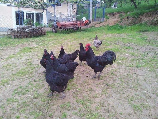 Australorp