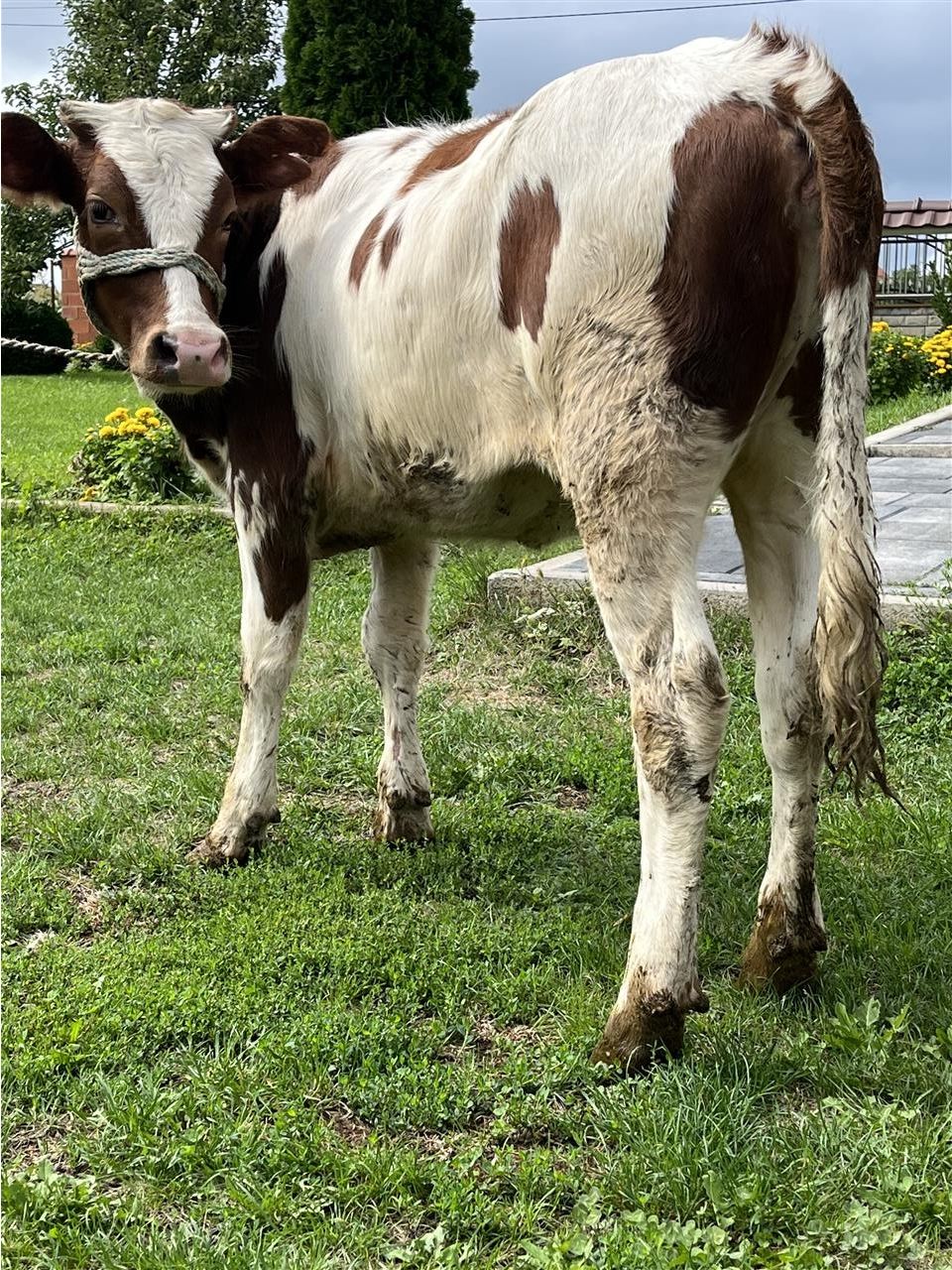shes-mshtirren-bio