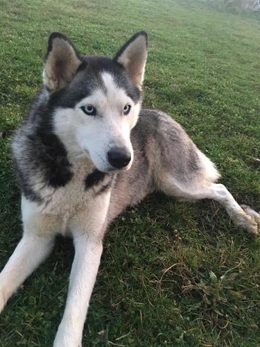 Husky