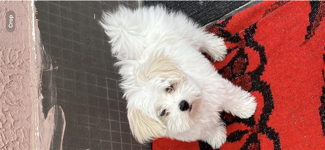 mini maltese