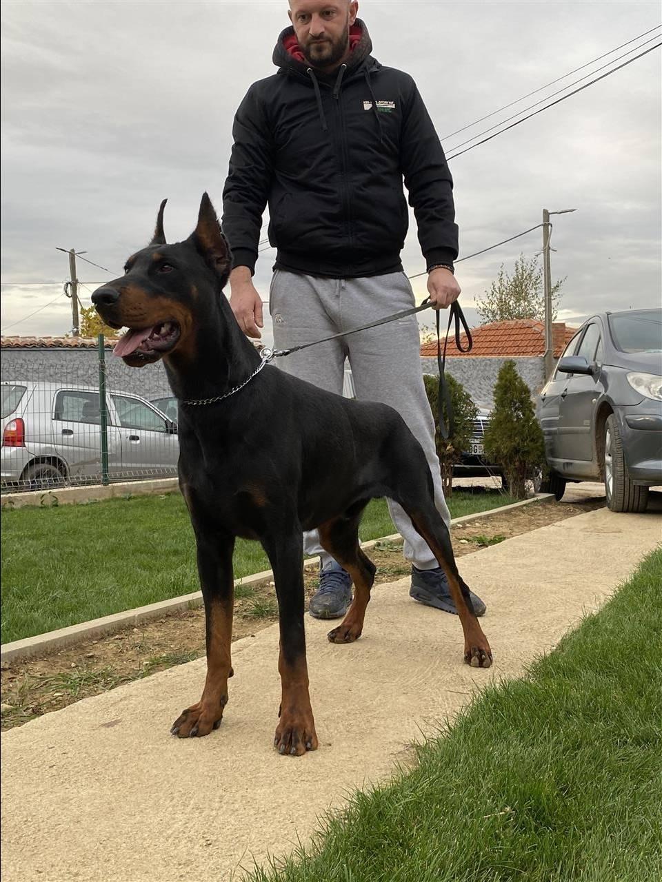 Doberman
