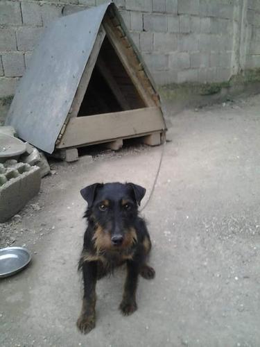 terrier