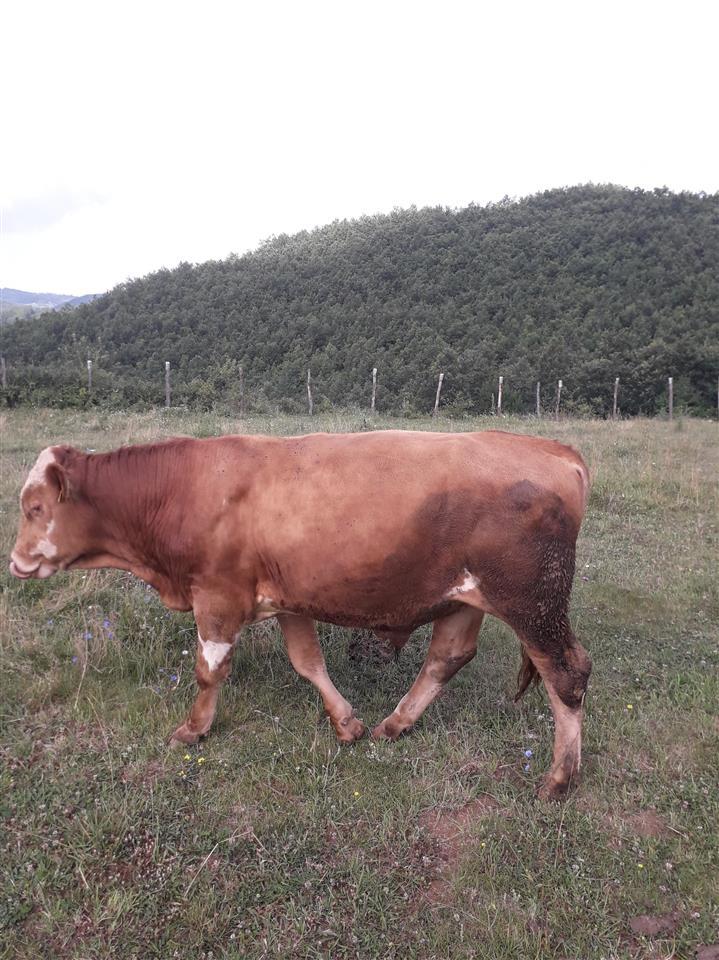 Bika