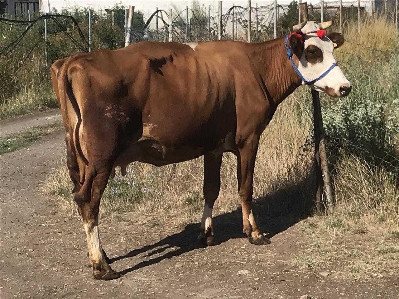 U-shitt