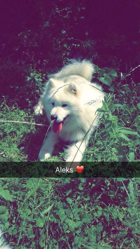 Hasky