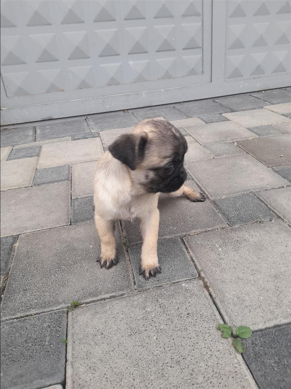 Pugg
