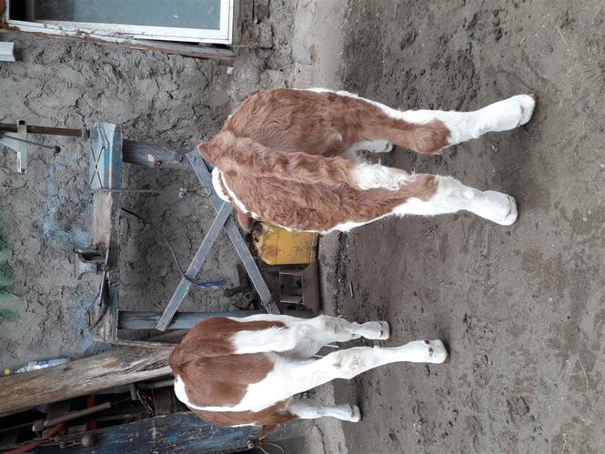 Viqa