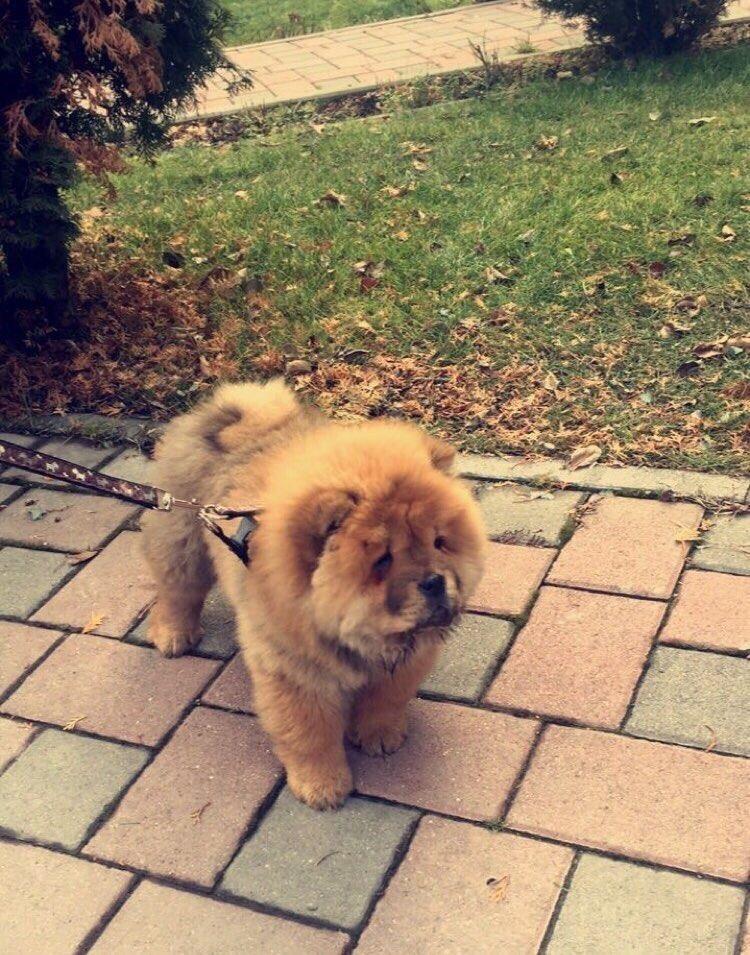Chow-chow