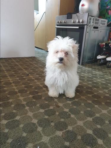 Maltezer