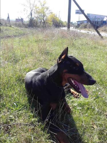 Doberman