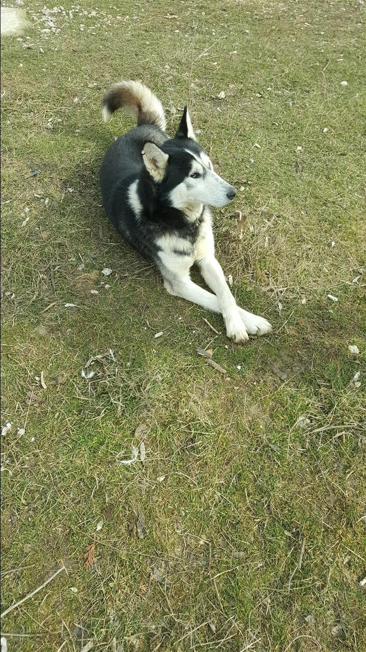 Haski