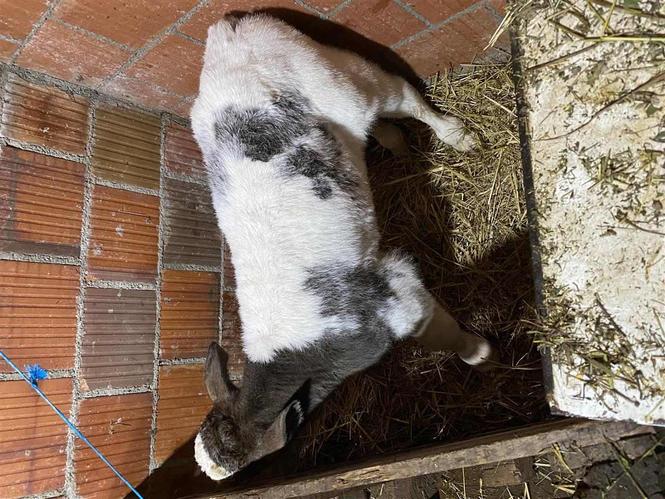 Lop