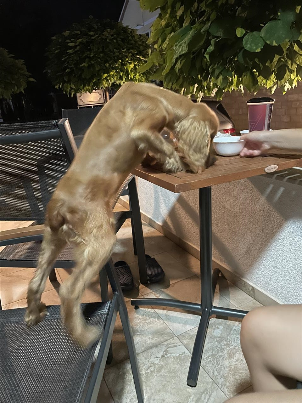 Coker-spaniel-