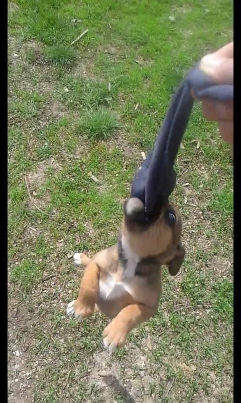 Pitbull