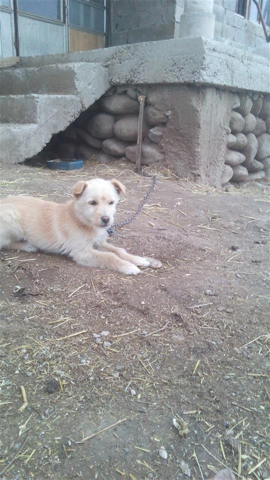 bubi