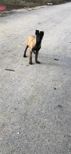 Malinois Belg 