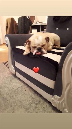 Shitet bulldog anglez
