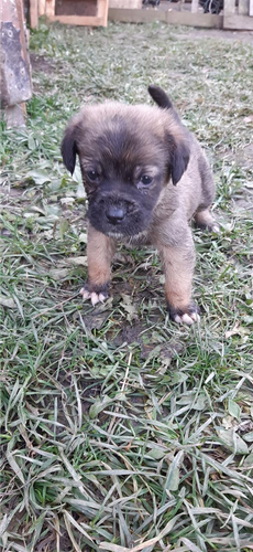 Cane Corso stenci