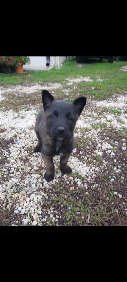 Malinois