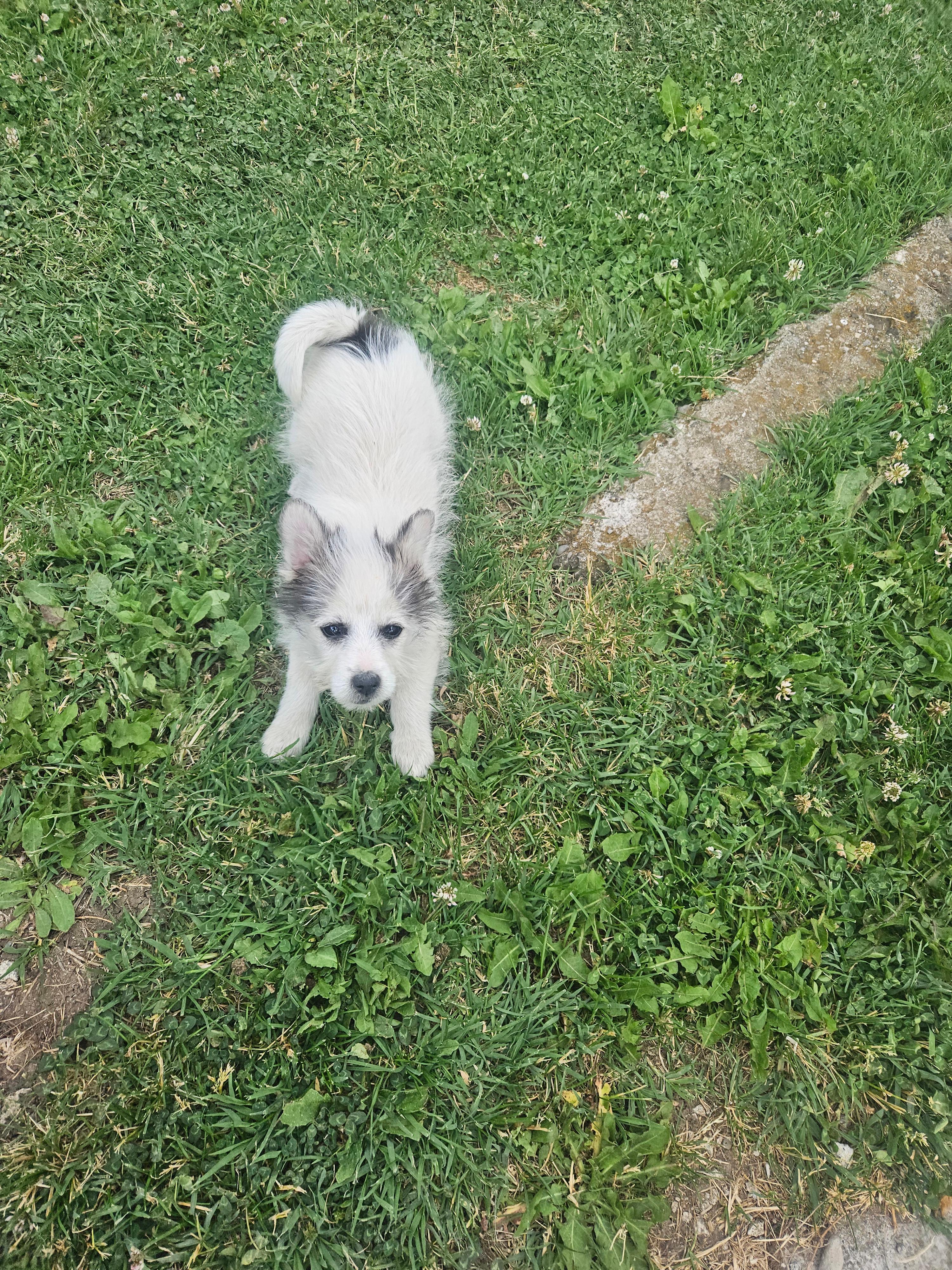 Minispitz
