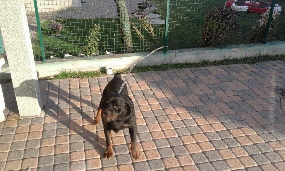 ROTWEILER