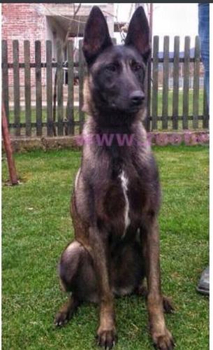 MAlinois