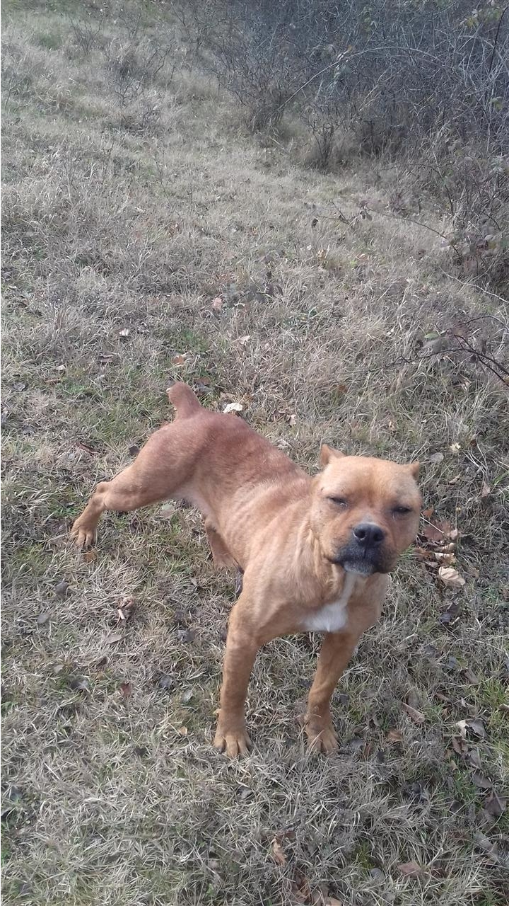 Shitet-pitbull