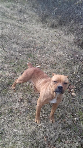 Shitet pitbull