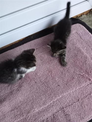 Macat maca