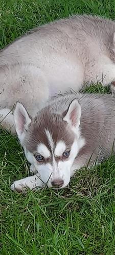 Hasky