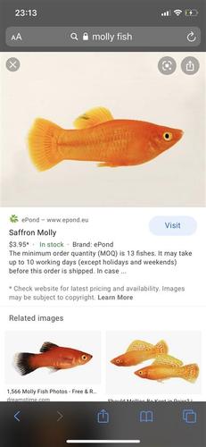 Molly fish