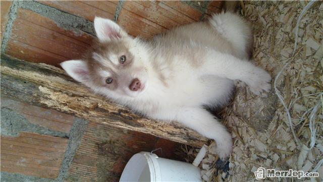 Haski