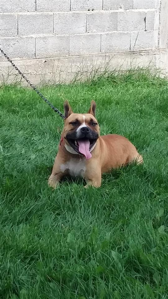 pitbull