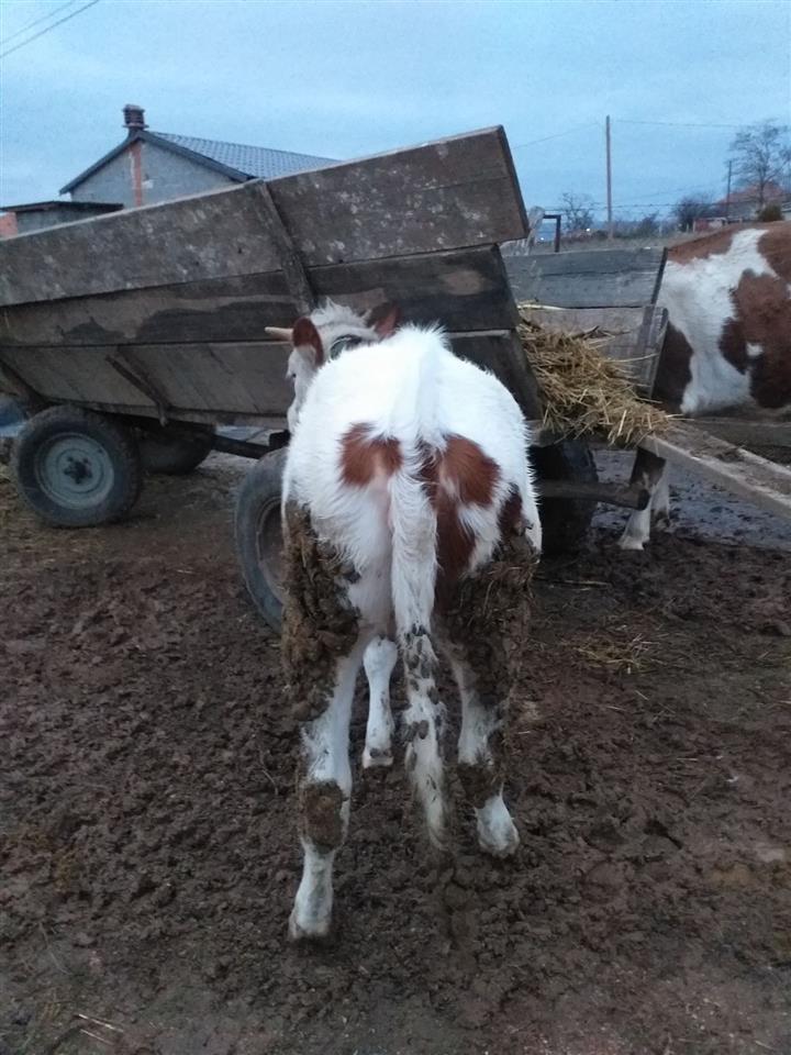 Shitet-mshtjerra-