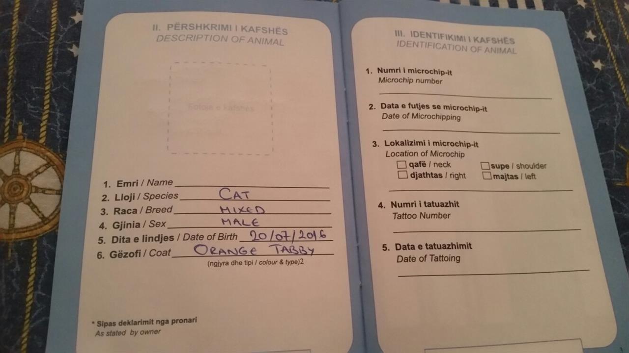 maca-ne-shitje-