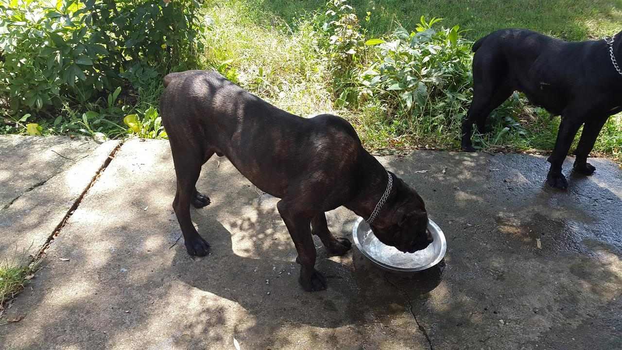 Cane-Corso-