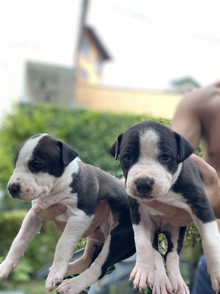 pitbull