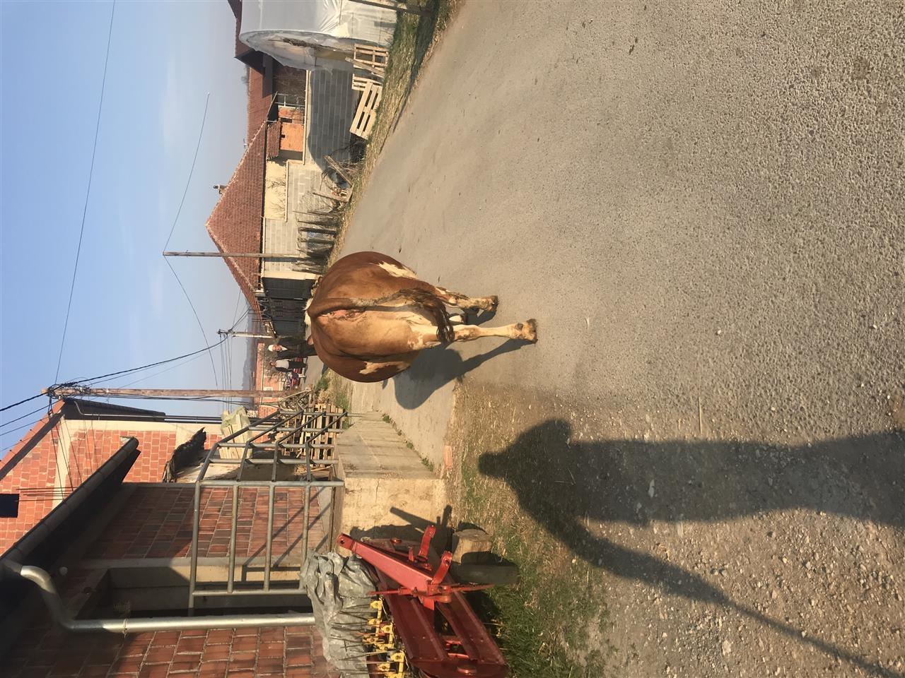 Lop