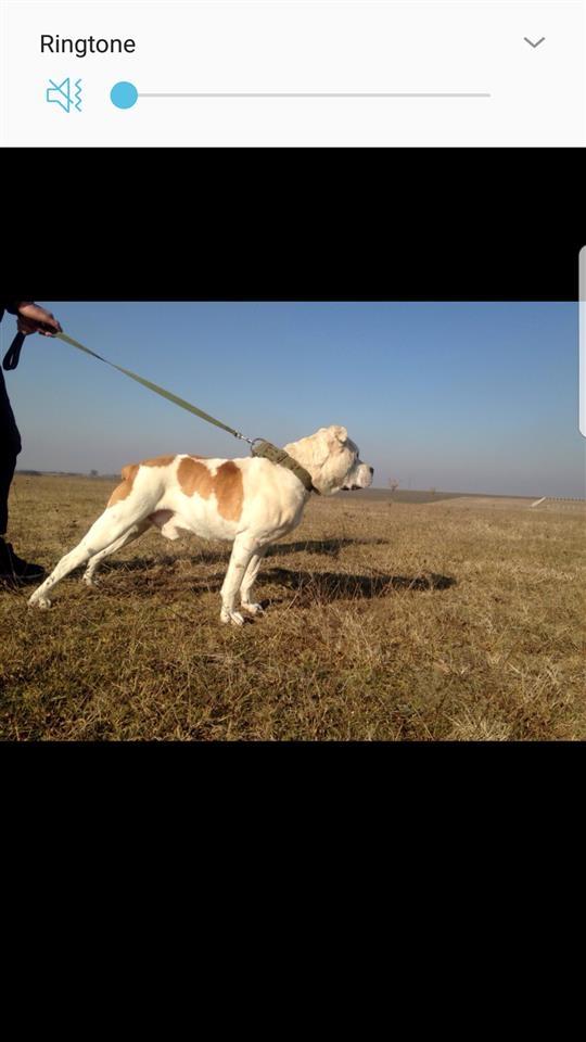Amstaff-