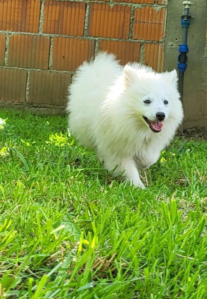 Mini-spica