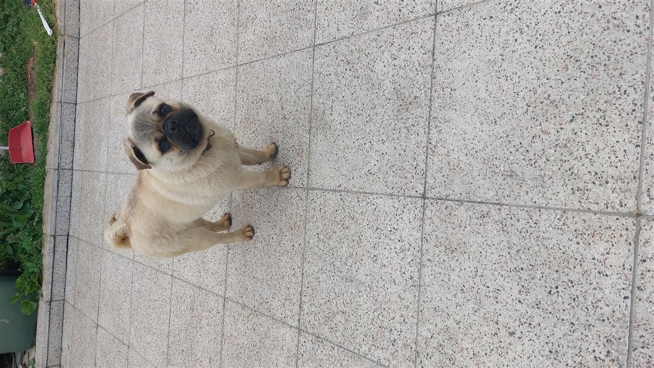 Pug