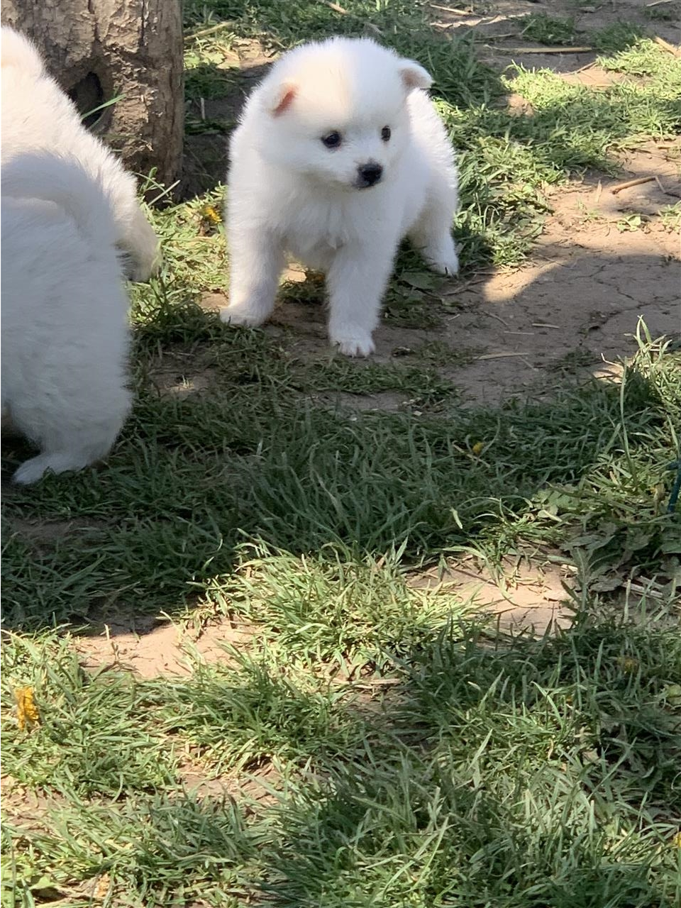 MiniSpitz-100-
