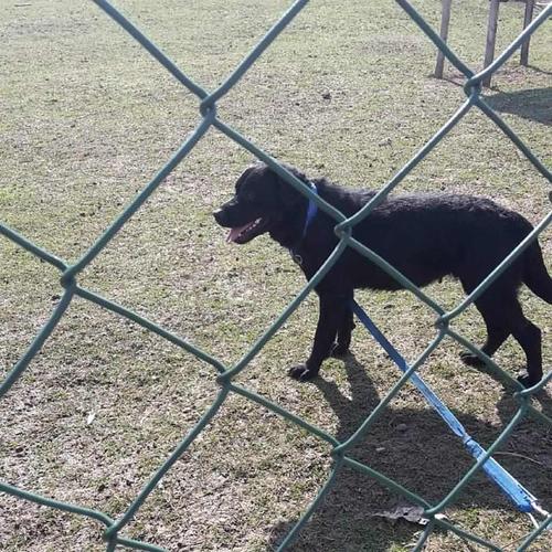 Shes Llabrador 