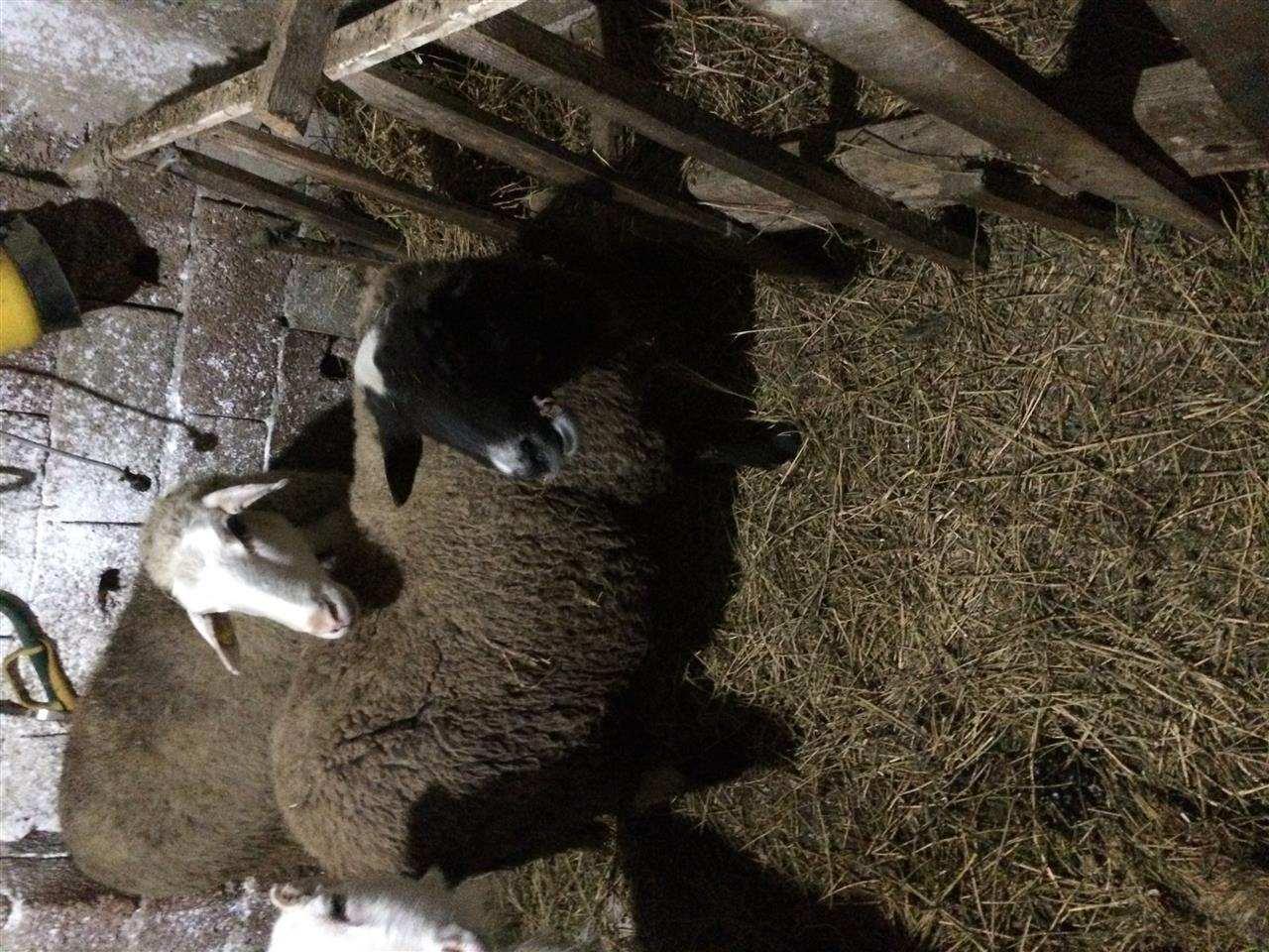 dele