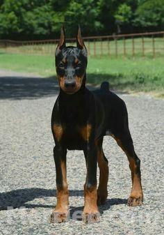 Qeni doberman store