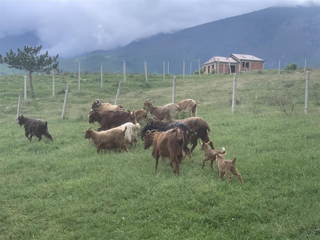 Shiten-dhit--barsa