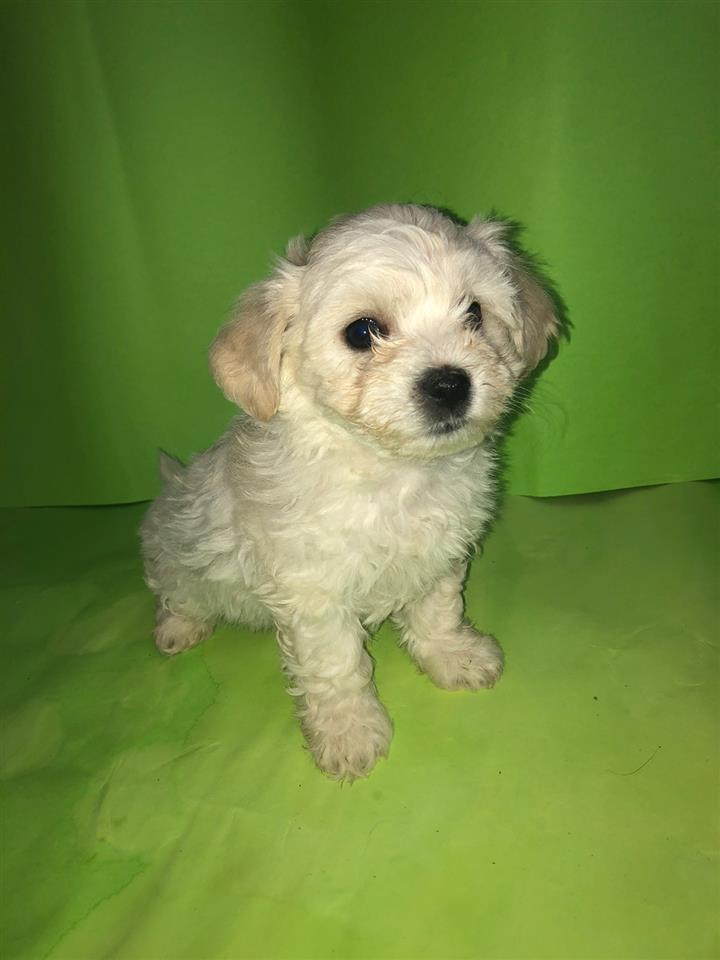 Bichon-frese