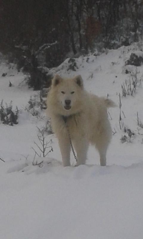 HASKY