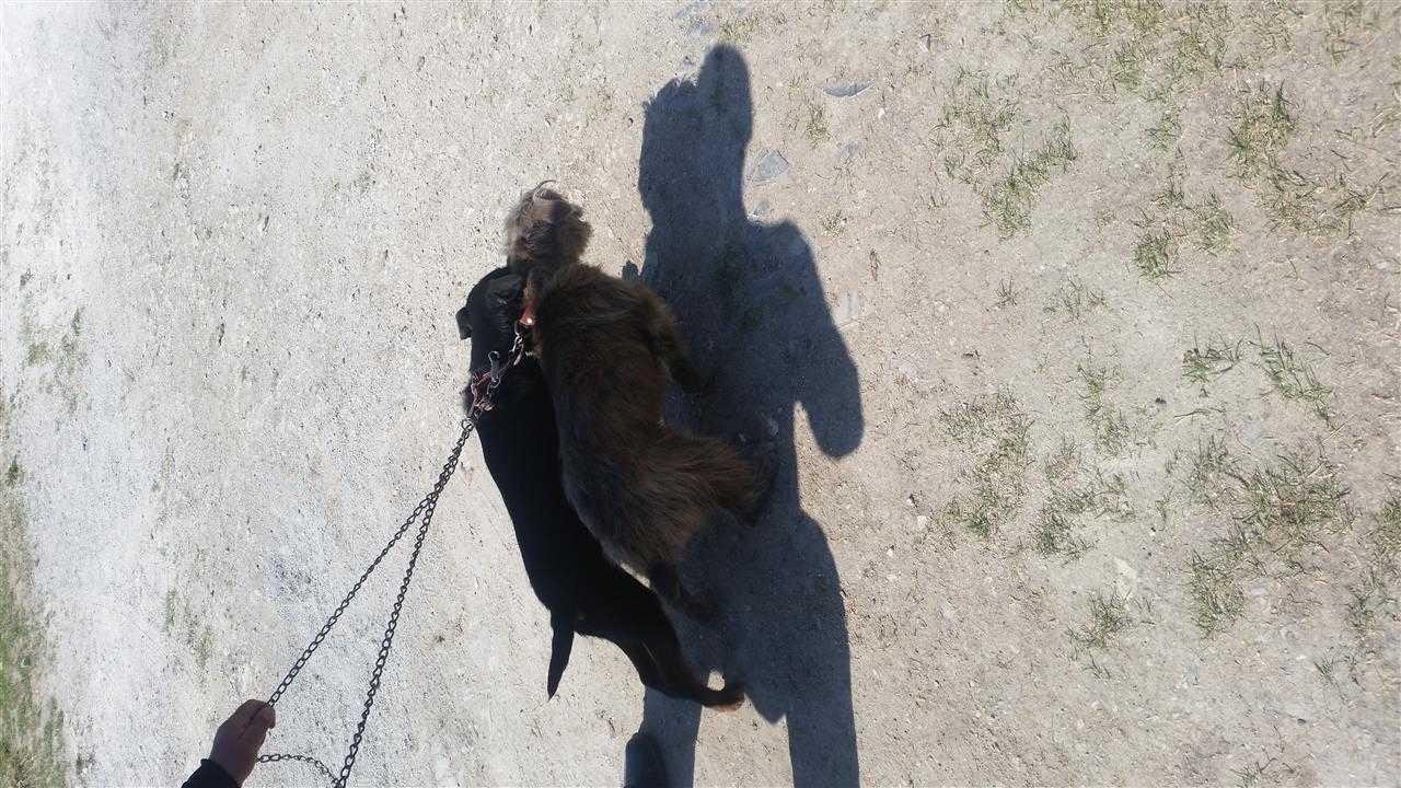 2-terriera
