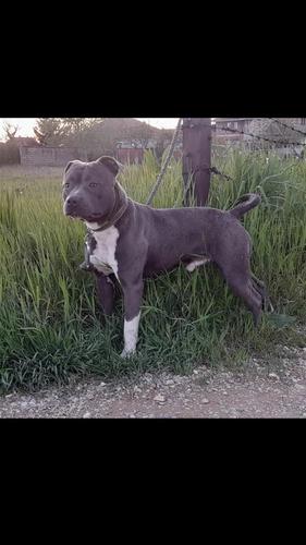 Pitbull